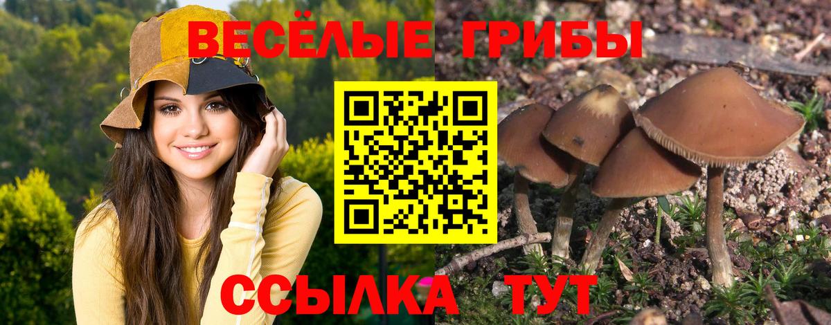Псилоцибиновые грибы Cubensis Реутов